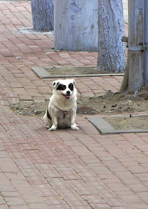 Собака на тротуаре